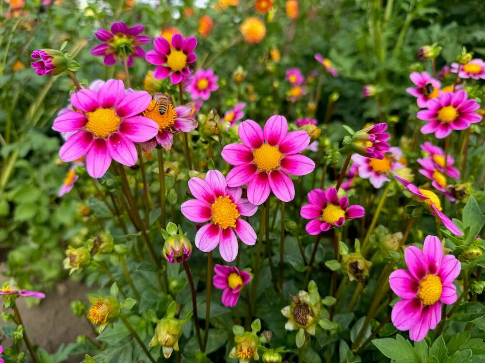 Dahlia 'Kelsey Dwarf' (Kelsey Dwarf Dahlia) — Northwest Blooms